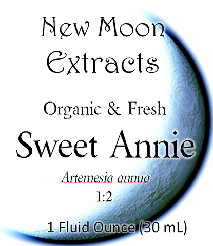 Sweet Annie Tincture (Organic, Fresh)