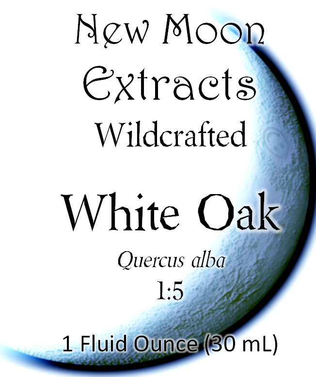 White Oak Tincture (Wildcrafted)