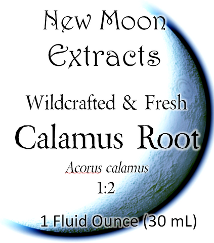Calamus Root Tincture (Wildcrafted, Fresh)