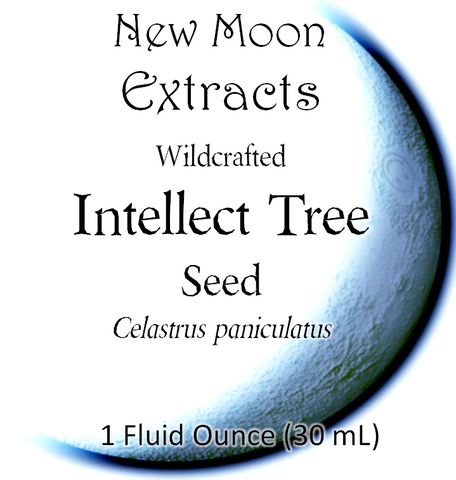 Intellect Seed Tincture (Wildcrafted)