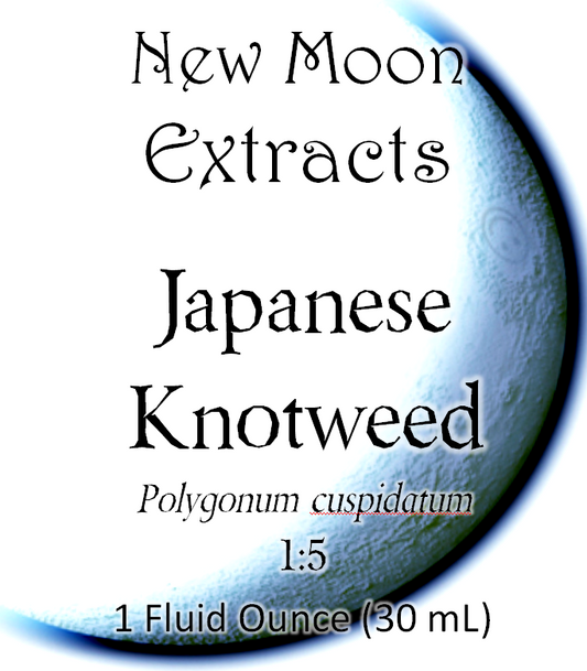 Japanese Knotweed Tincture